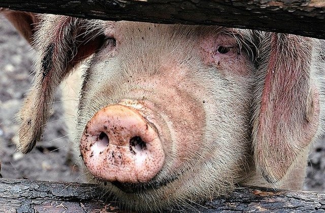 O femeie a murit dupa ce a fost atacata de o scroafa, in gospodaria ei
