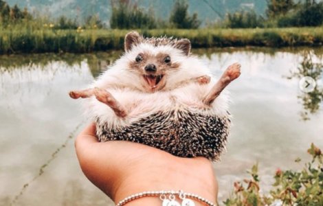 Un arici are un milion si jumatate de fani pe Instagram