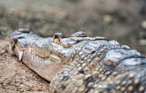 Doi tineri, arestati in Florida dupa ce au dat bere unui aligator