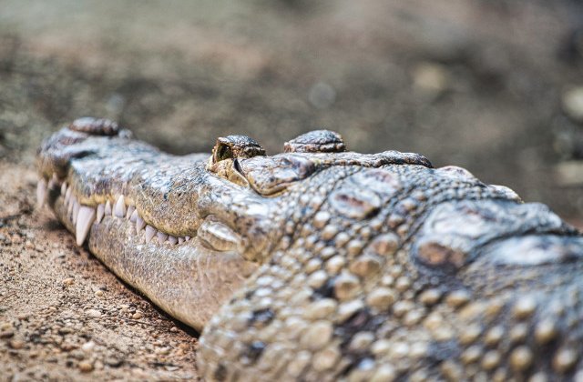 Doi tineri, arestati in Florida dupa ce au dat bere unui aligator