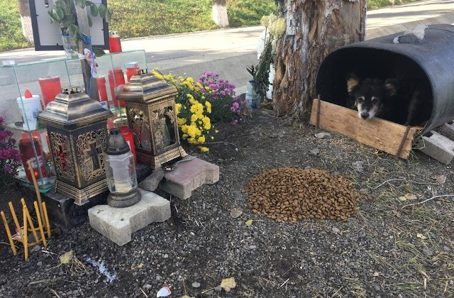 Hachiko de Romania: Un caine refuza sa plece din locul in care stapanul sau a facut accident si a murit