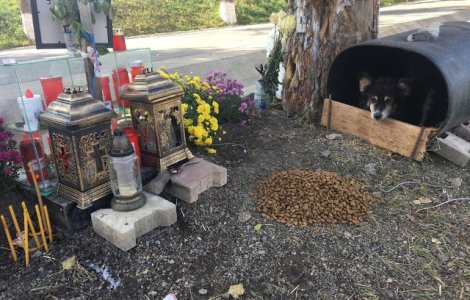 Hachiko de Romania: Un caine refuza sa plece din locul in care stapanul sau a facut accident si a murit