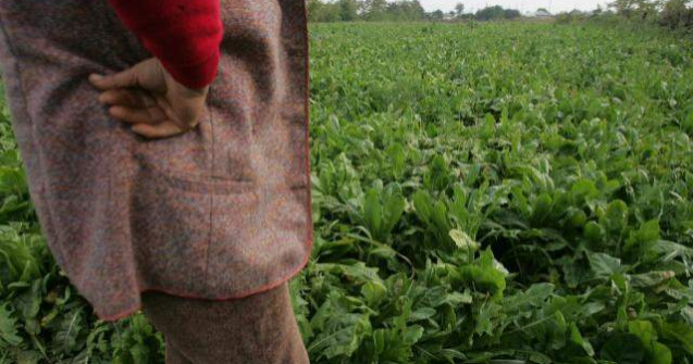 Emil Boc: Exista resurse pentru plata subventiilor in agricultura