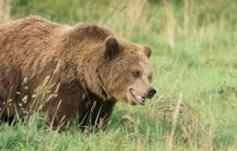  Update  Dambovita: Un urs a ucis o persoana si a ranit alte doua