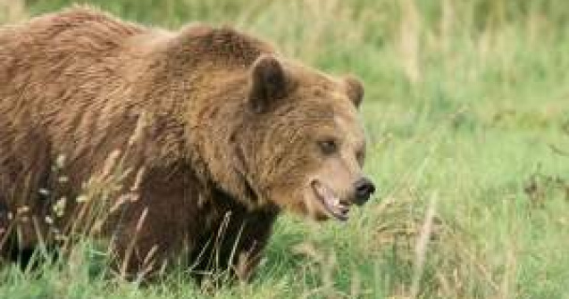  Update  Dambovita: Un urs a ucis o persoana si a ranit alte doua