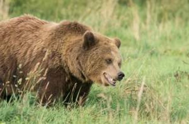 [UPDATE] Dambovita: Un urs a ucis o persoana si a ranit alte doua