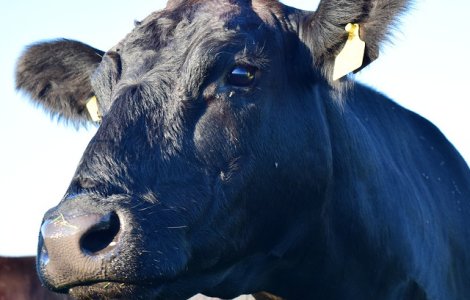 Kaga, prima vaca obtinuta prin clonare din lume, a murit la 21 de ani