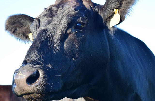 Kaga, prima vaca obtinuta prin clonare din lume, a murit la 21 de ani