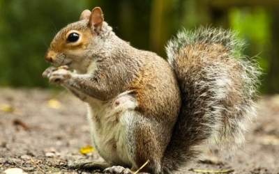 O veverita si-a facut...