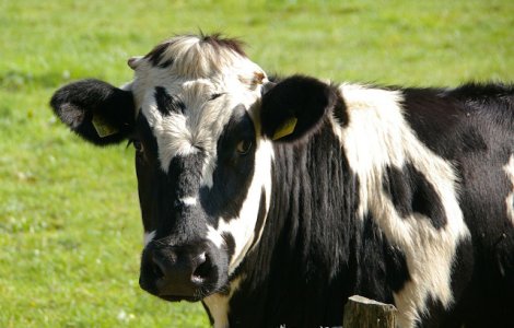 Vaci pictate cu dungi de cercetatori pentru a semana cu zebrele. Rezultatele experimentului /VIDEO