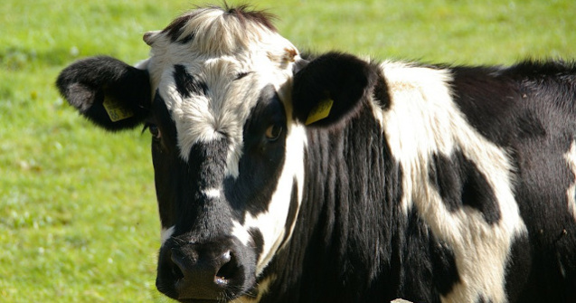Vaci pictate cu dungi de cercetatori pentru a semana cu zebrele. Rezultatele experimentului /VIDEO