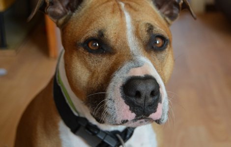 Zeus - cainele erou care a murit in timp ce proteja doi copii de un sarpe veninos /VIDEO