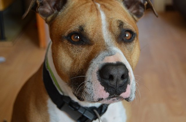 Zeus - cainele erou care a murit in timp ce proteja doi copii de un sarpe veninos /VIDEO