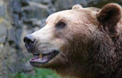 Ursul omoara din nou in judetul Dambovita: Posibil caz de braconaj