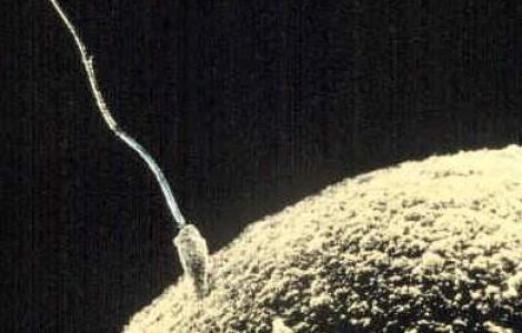  Video  Spermatozoizii inoata in traiectorii spiralate