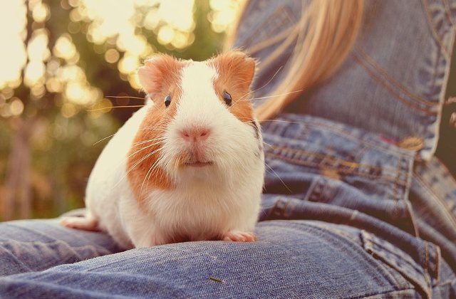 10 animale de companie pe care sa le iei in calcul, daca esti alergic la caini si pisici