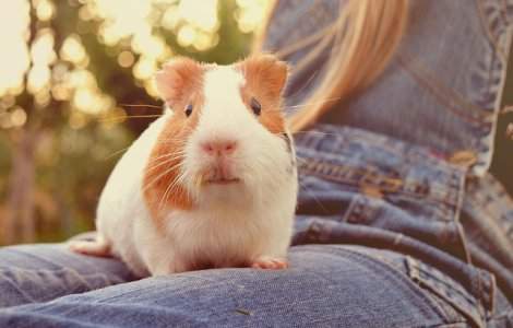  Top  10 animale de companie pe care sa le iei in calcul, daca esti alergic la caini si pisici