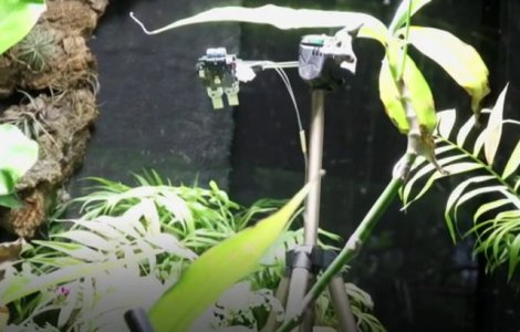 O feriga a facut primul "selfie" din lume realizat vreodata cu energia furnizata de o planta/ VIDEO