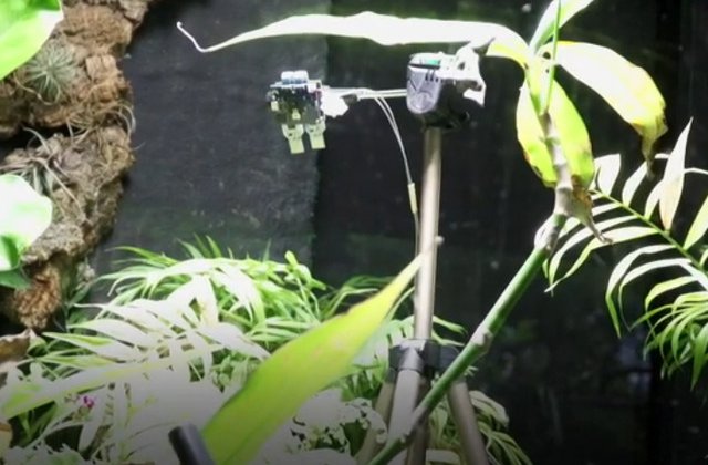 O feriga a facut primul "selfie" din lume realizat vreodata cu energia furnizata de o planta/ VIDEO