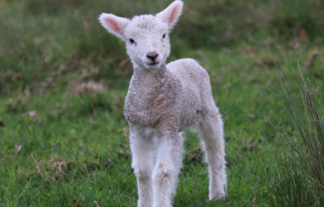 Un reality show britanic dezbate daca am putea manca un animal pe care l-am ingrijit 3 saptamani