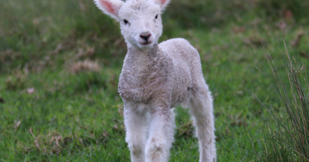 Un reality show britanic dezbate daca am putea manca un animal pe care l-am ingrijit 3 saptamani