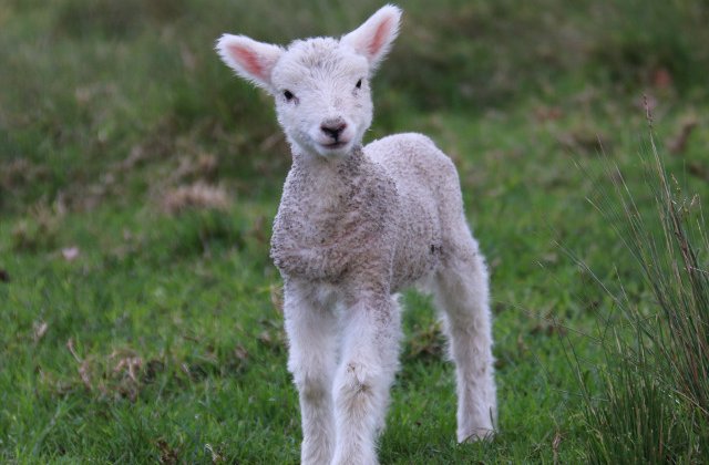 Un reality show britanic dezbate daca am putea manca un animal pe care l-am ingrijit 3 saptamani