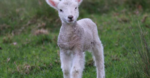 Un reality show britanic dezbate daca am putea manca un animal pe care l-am ingrijit 3 saptamani