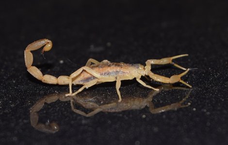 Scorpion viu, al carui venin este letal, primit de un baiatel de 10 ani prin posta, dintr-o eroare