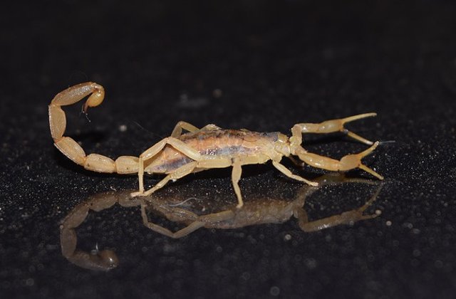 Scorpion viu, al carui venin este letal, primit de un baiatel de 10 ani prin posta, dintr-o eroare