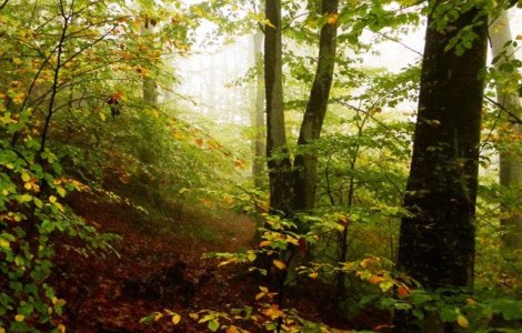 Un padurar a fost impuscat in timp ce incerca sa previna o taiere ilegala de arbori
