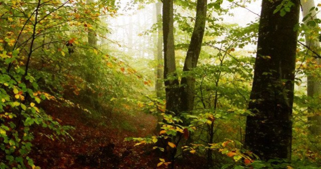Un padurar a fost impuscat in timp ce incerca sa previna o taiere ilegala de arbori