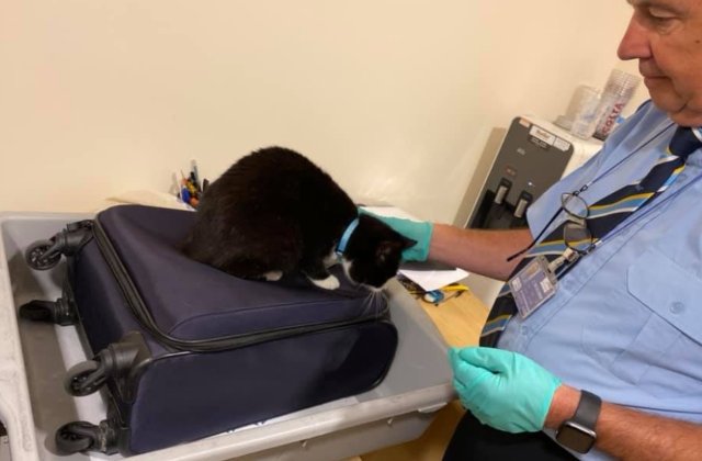 Doi soti au descoperit in aeroport ca pisica lor s-a ascuns in bagajul de cala