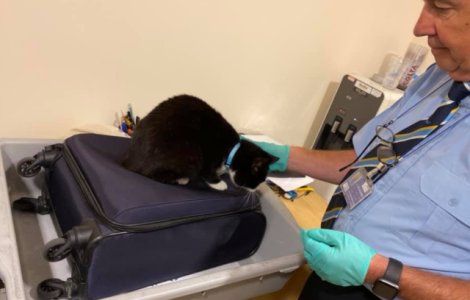 Doi soti au descoperit in aeroport ca pisica lor s-a ascuns in bagajul de cala