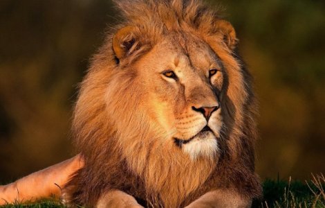 Un barbat a supravietuit, dupa ce a intrat in tarcul unui leu pentru a sta "fata in fata" cu animalul salbatic/ VIDEO