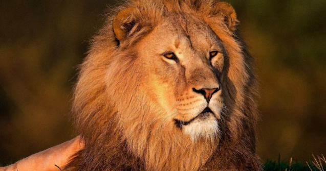 Un barbat a supravietuit, dupa ce a intrat in tarcul unui leu pentru a sta "fata in fata" cu animalul salbatic/ VIDEO