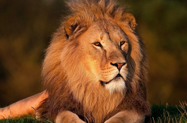 Un barbat a supravietuit, dupa ce a intrat in tarcul unui leu pentru a sta "fata in fata" cu animalul salbatic/ VIDEO