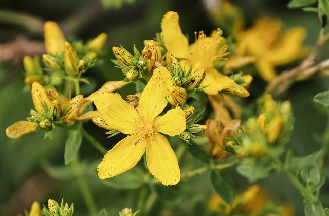 Nutritionist: Sunatoarea este un fel de multi-medicament eficient pe care natura ni-l ofera cu generozitate