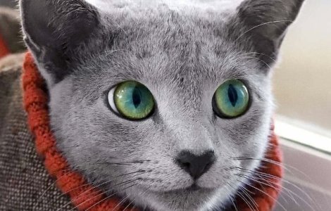  Top  10+ animale cu trasaturi unice, care te vor face sa te indragostesti la prima vedere