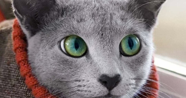  Top  10+ animale cu trasaturi unice, care te vor face sa te indragostesti la prima vedere