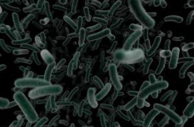 Virusul West Nile a ajuns in Balcani