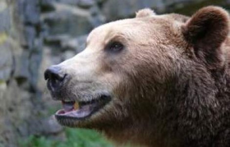  Update  Arges: Ursul care i-a atacat pe cei doi padurari a fost impuscat