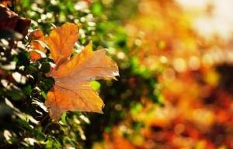 Meteo: Cum va fi vremea in weekend?