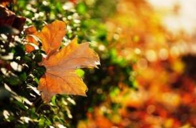 Meteo: Cum va fi vremea in weekend?