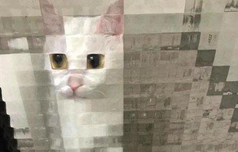  Top  Realitatea invinge Photoshop-ul: 10+ imagini aparte cu pisici