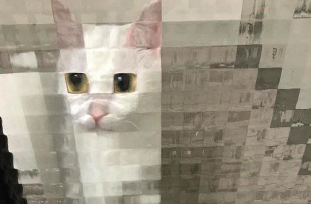 Realitatea invinge Photoshop-ul: 10+ imagini aparte cu pisici