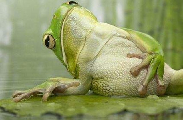 TOP 10: Specii de animale denumite dupa celebritati