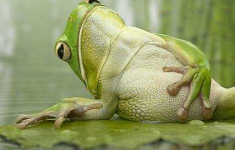  Top  TOP 10: Specii de animale denumite dupa celebritati