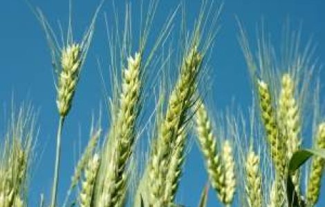 Cerealele romanesti, la mare cautare in SUA si Canada