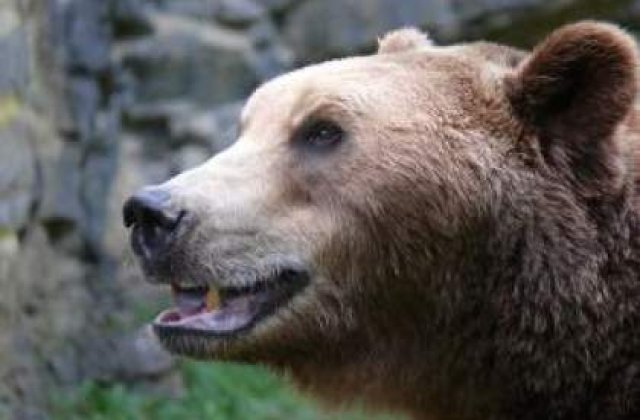 Numarul ursilor din Romania, 50% peste efectivul optim