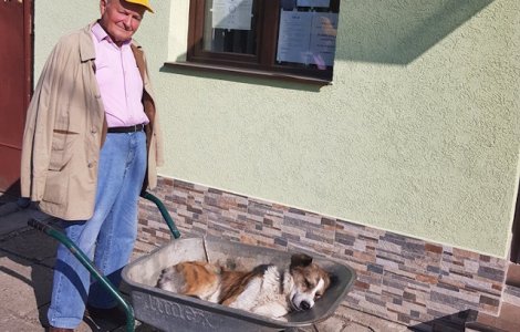 Un batran si-a carat cainele 8 kilometri cu roaba pentru a-l duce la veterinar